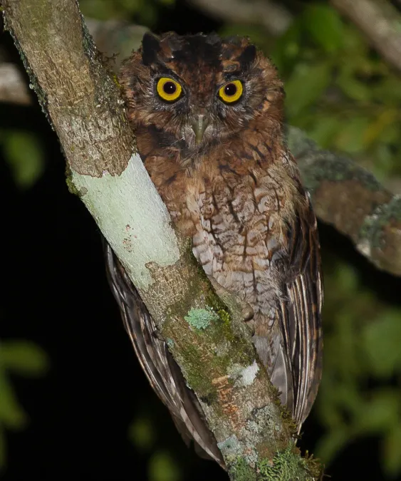 File:Corujinha-sapo (Megascops atricapilla) no Parque Estadual Intervales (cropped).jpg