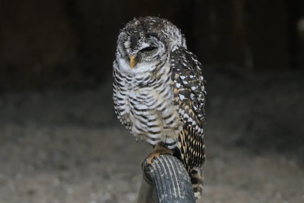 File:Chaco-Kauz (Strix chacoensis) (20234749983) (cropped).jpg