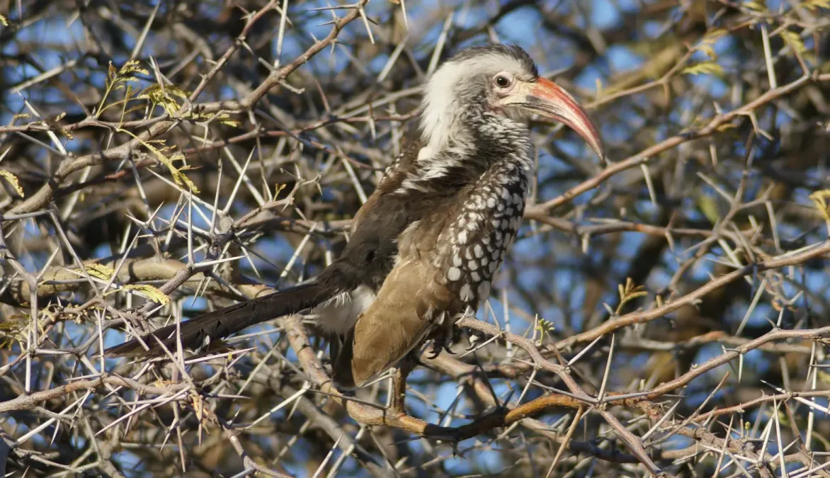 File:Tockus damarensis, Etosha (cropped).jpg