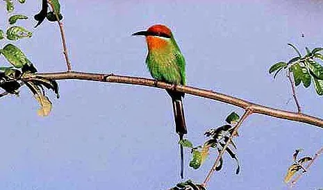 File:Merops boehmi (atamari) (cropped).jpg