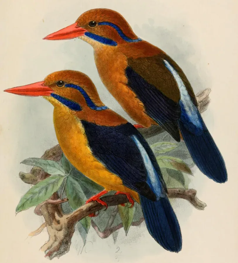 File:ActenoidesBougainvilleiKeulemans (cropped).jpg