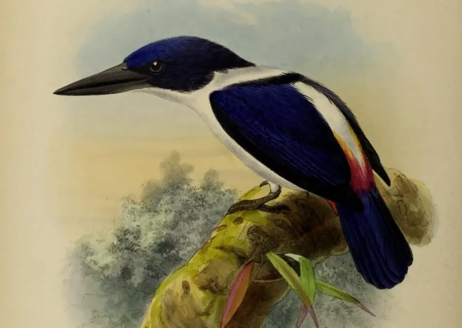 File:Todiramphus leucopygius by John Gerrard Keulemans (cropped).jpg