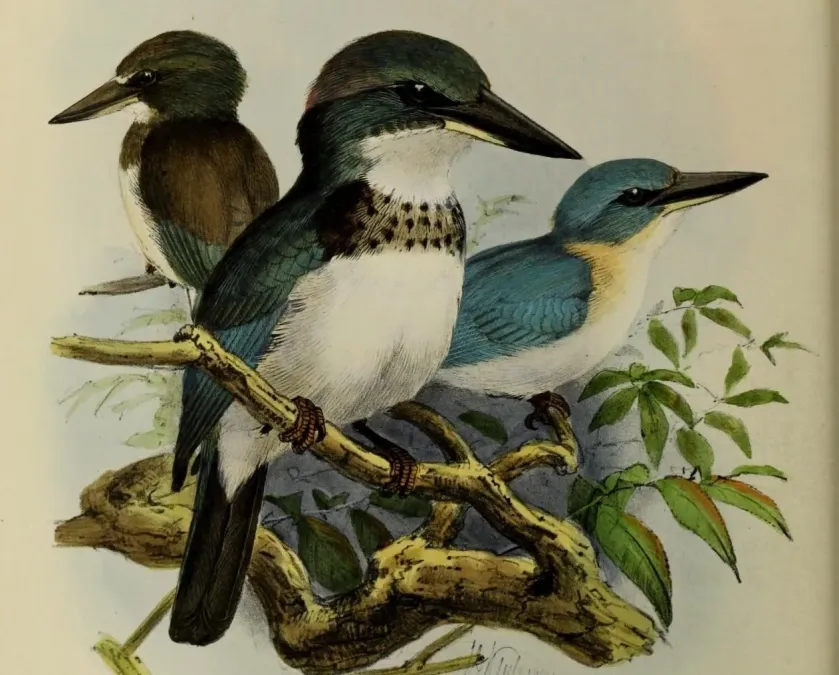 File:Todiramphus veneratus by John Gerrard Keulemans (cropped).jpg