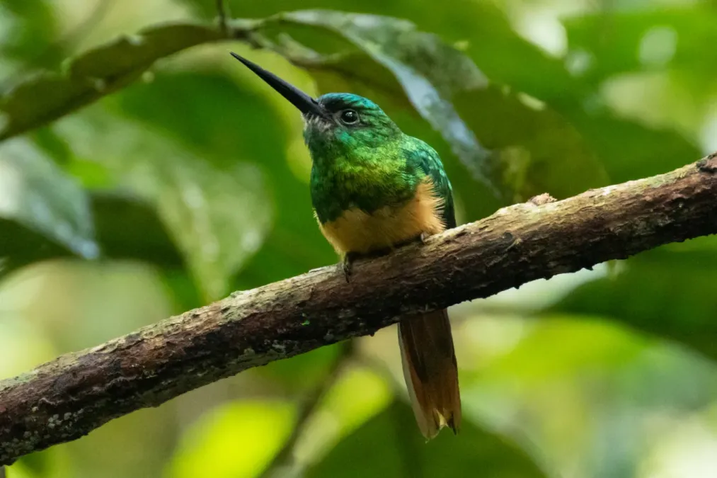 File:Galbula cyanescens 64016237 (cropped).jpg