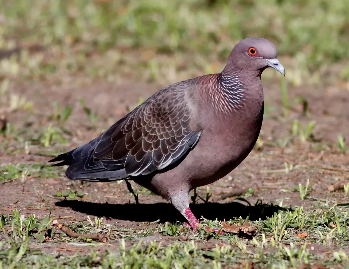 File:Patagioenas picazuro -Buenos Aires, Argentina-8-4c.jpg
