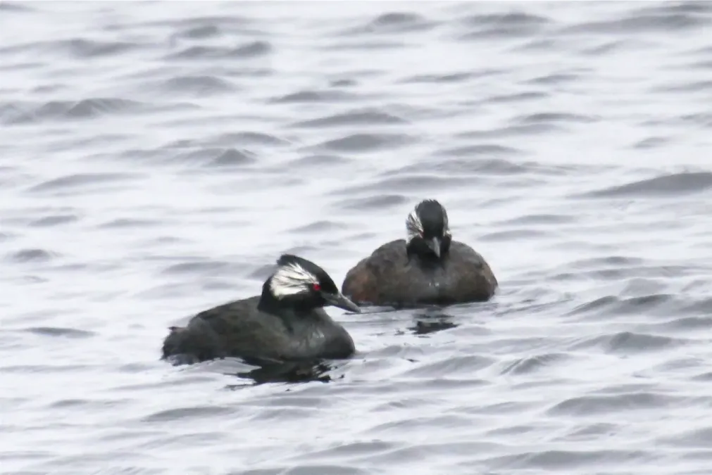 File:Rollandia rolland -Falklands-8.jpg
