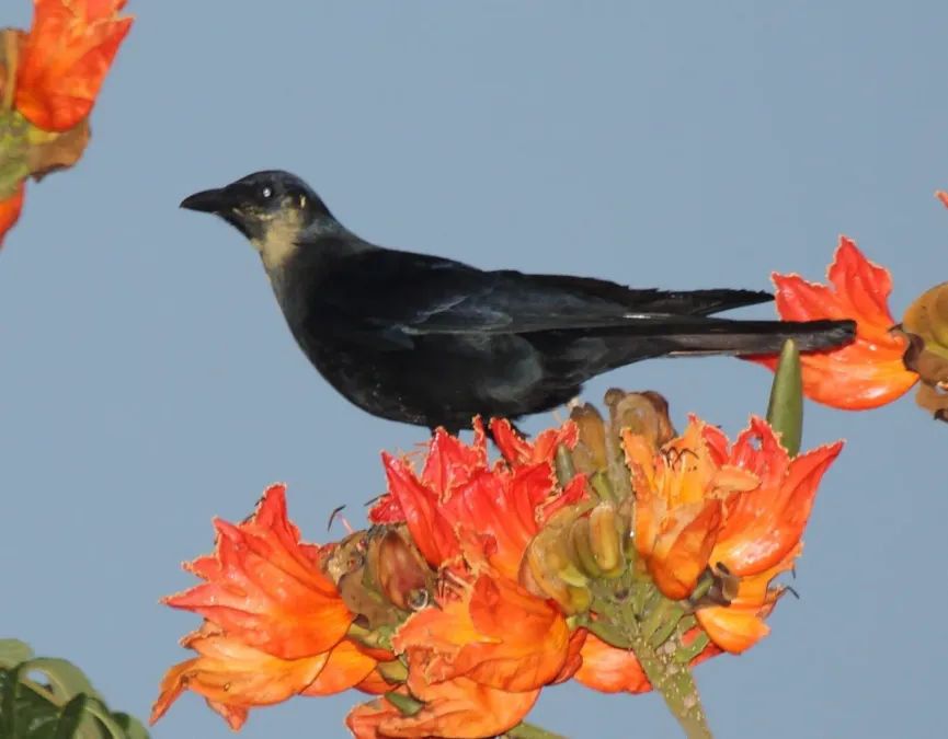 File:Corvus sinaloae (cropped2).jpg