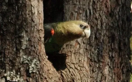 File:Poicephalus robustus -South Africa-6a (cropped).jpg