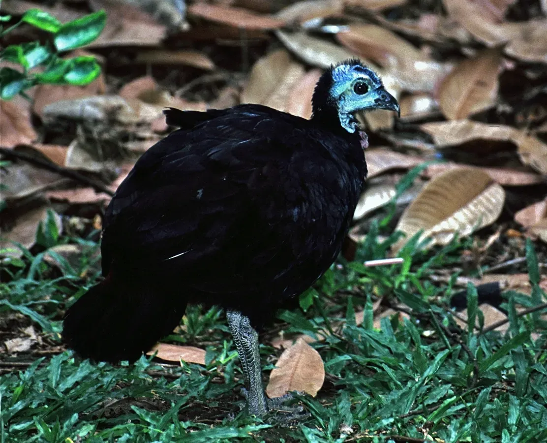 File:Wattled Brush-turkey (Aepypodius arfakianus2) (7937162662) (cropped).jpg