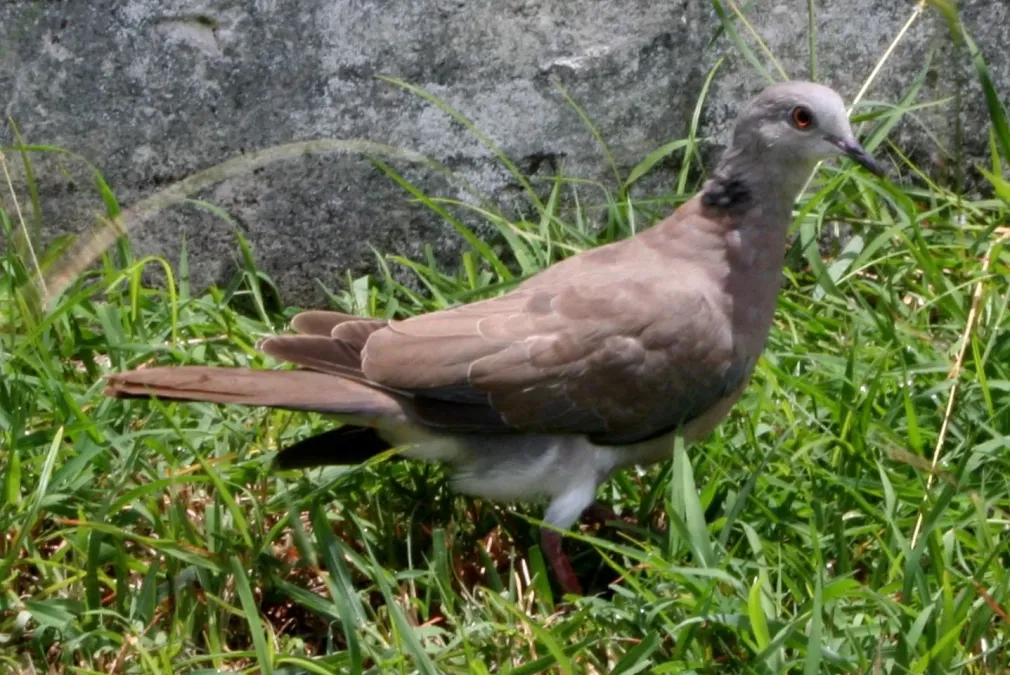 File:Streptopelia dusumieri, feral, Saipan (cropped).jpg