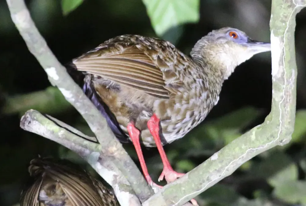 File:Himantornis haematopus (cropped).jpg