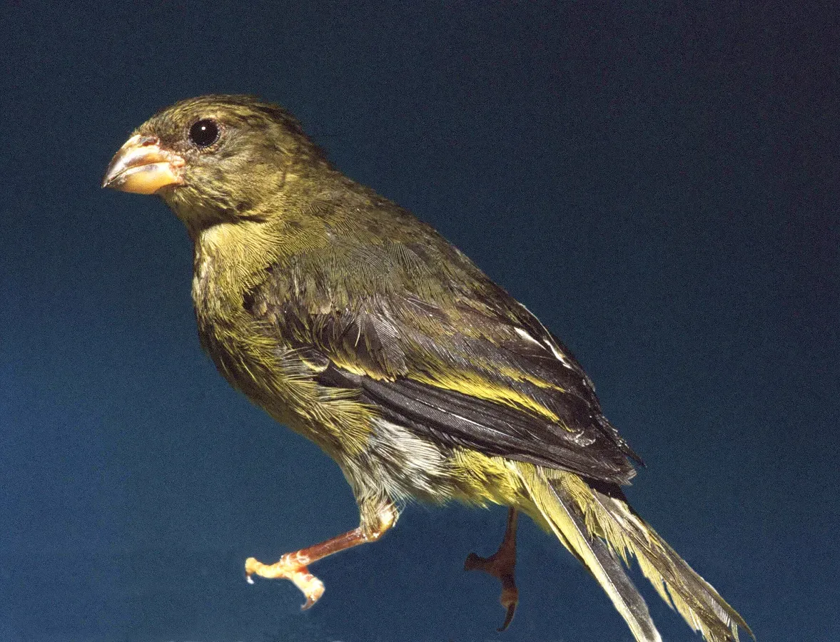 File:Linurgus olivaceus female.jpg