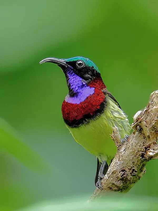 File:Crimson-backed sunbird or small sunbird (Leptocoma minima) by Shantanu Kuveskar.jpg