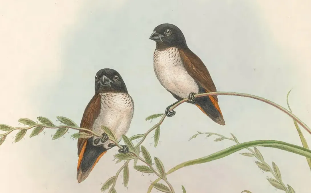 File:Lonchura spectabilis - The Birds of New Guinea (cropped).jpg