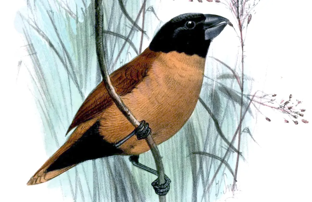 File:Lonchura forbesi - Joseph Smit (cropped).jpg