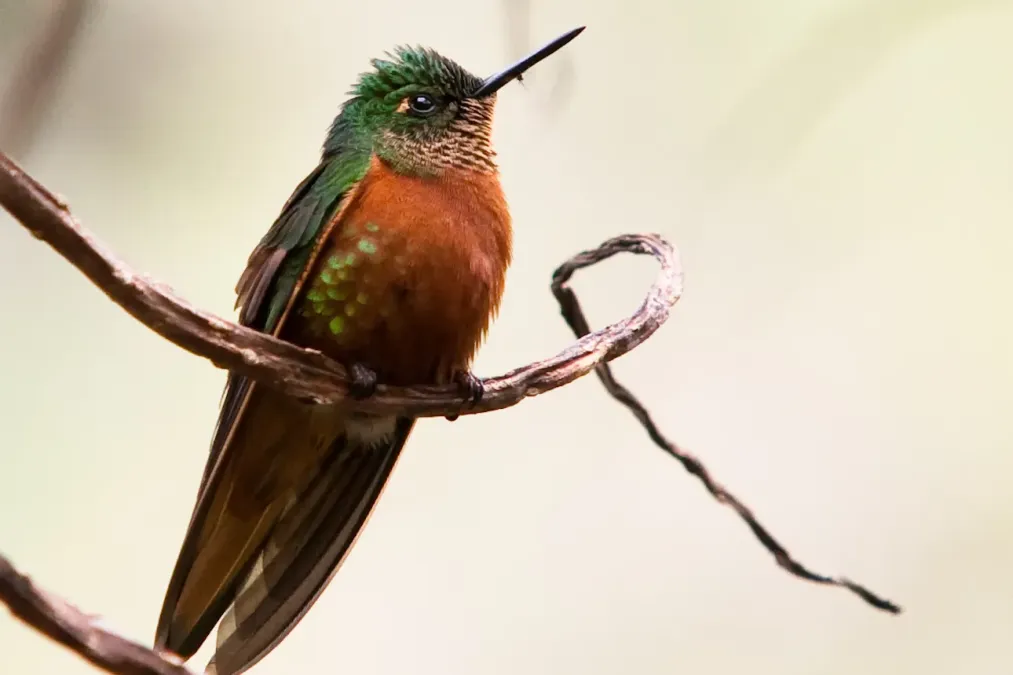 File:Boissonneaua matthewsii -Machu Picchu, Peru-8.jpg