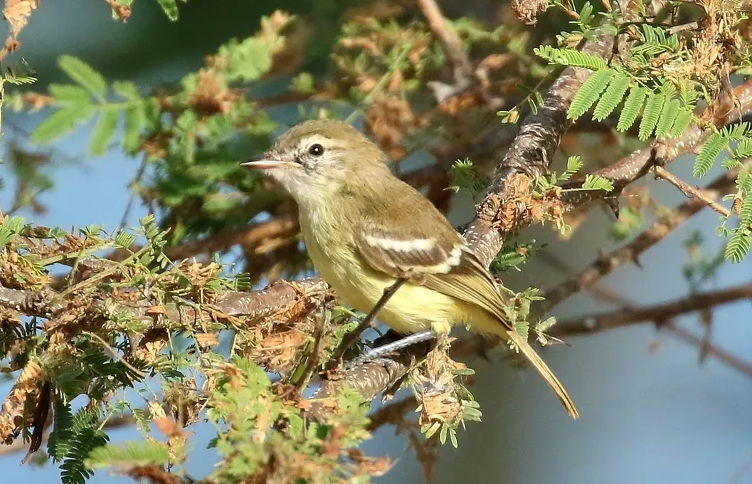 File:Inezia tenuirostris cropped (cropped).jpg