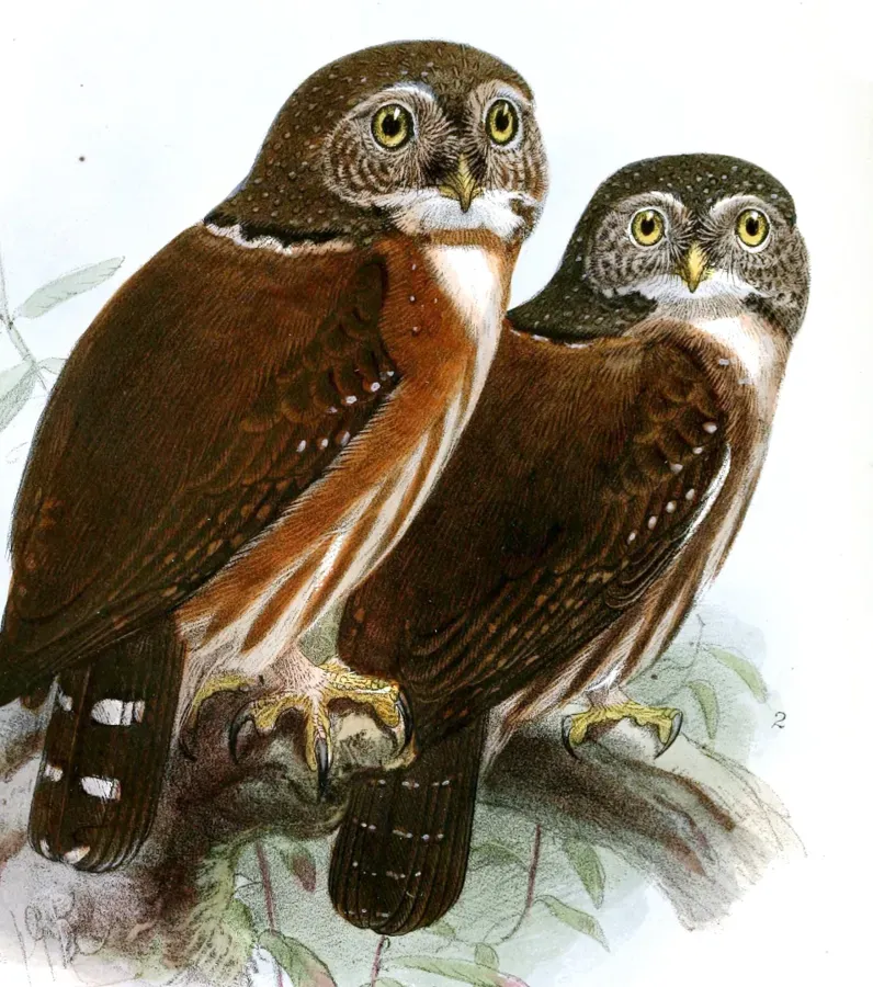 File:GlaucidiumPumilumGriseicepsKeulemans (cropped).jpg
