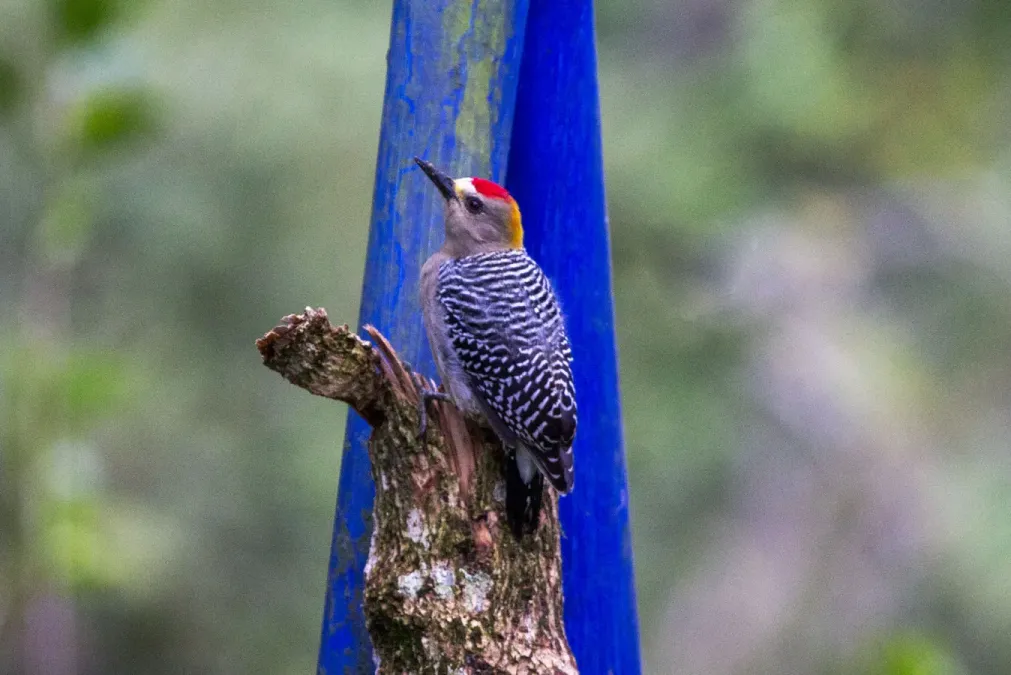 File:Melanerpes Hoffmannii.jpg
