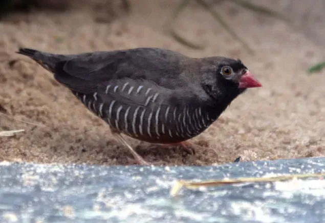 File:Wachtelastril-männchen-Ortygospiza-atricollis 8123 (cropped).jpg