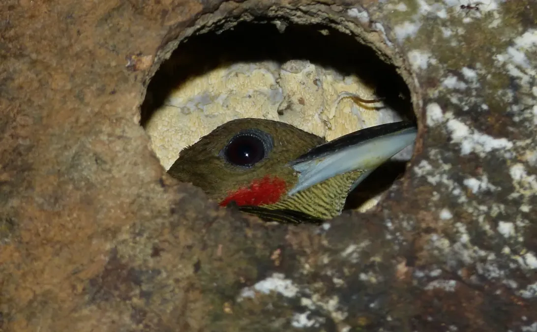File:Buff-necked Woodpecker (Meiglyptes tukki) (8686299407) (cropped).jpg