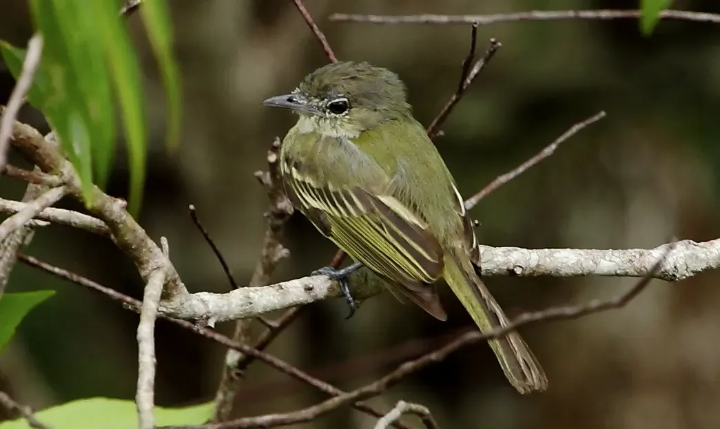 File:Tolmomyias assimilis - Zimmer's flatbill (cropped).JPG