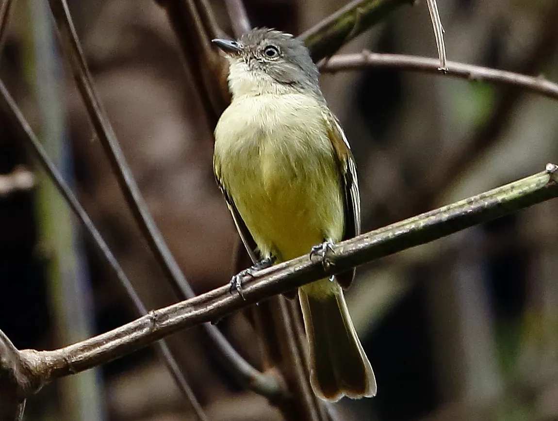 File:Zimmerius acer - Guianan tyrannulet (cropped).jpg