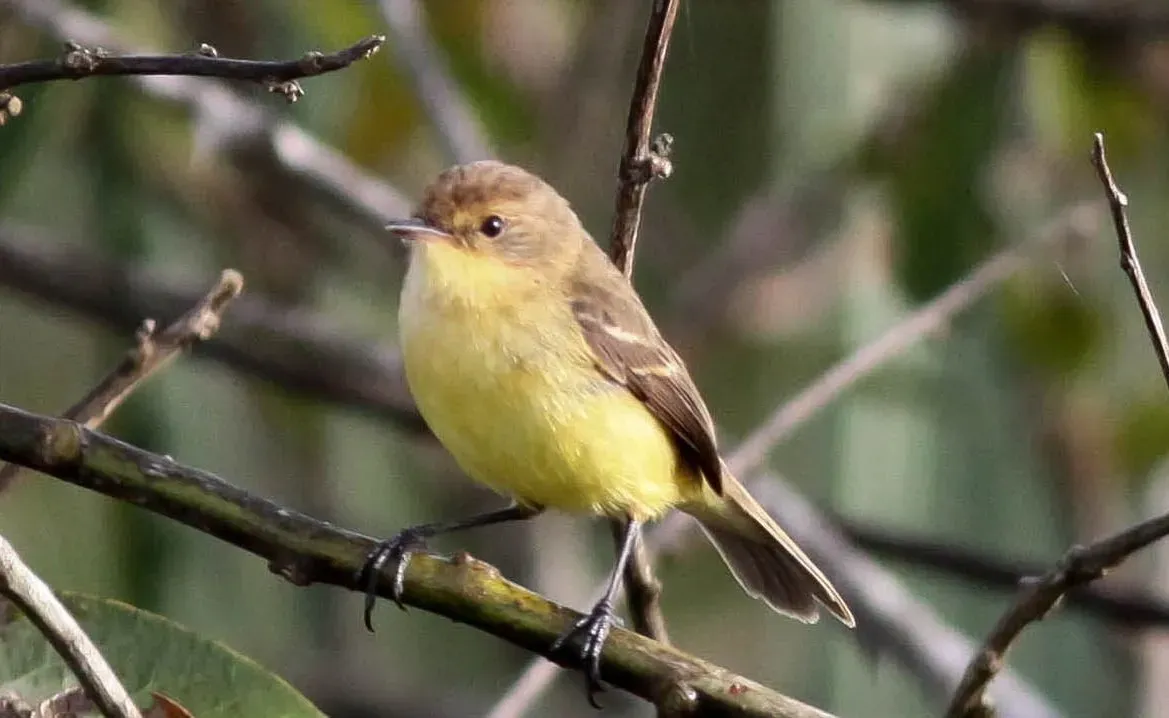 File:Warbling Doradito (Pseudocolopteryx flaviventris) (cropped).jpg