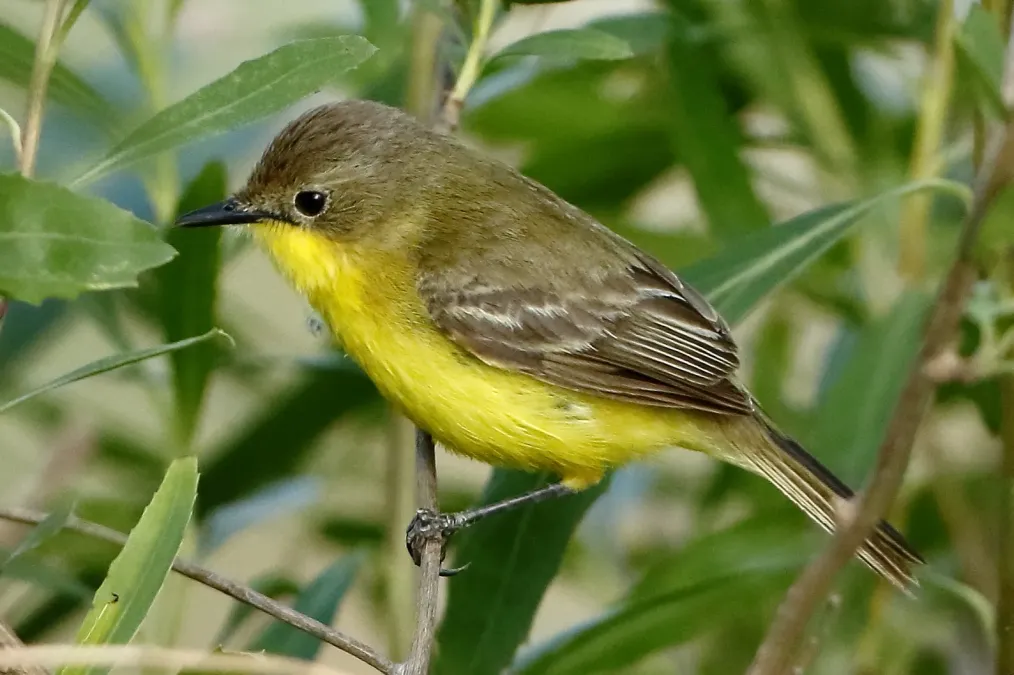 File:Pseudocolopteryx dinelliana - Dinelli's doradito (cropped).jpg