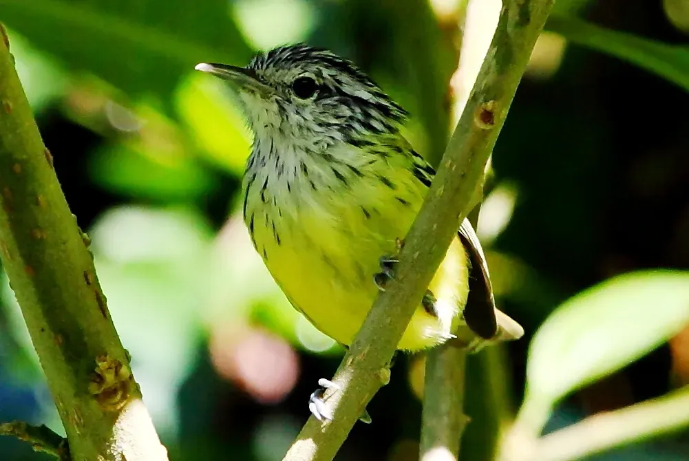 File:Terenura maculata - Streak-capped antwren (male) (cropped).JPG