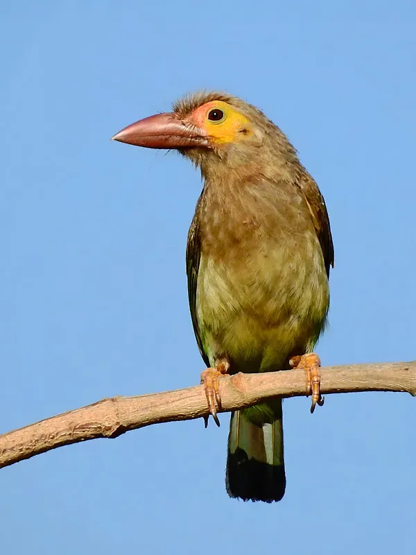 File:Brown-headed barbet (Psilopogon zeylanicus) by Shantanu Kuveskar.jpg