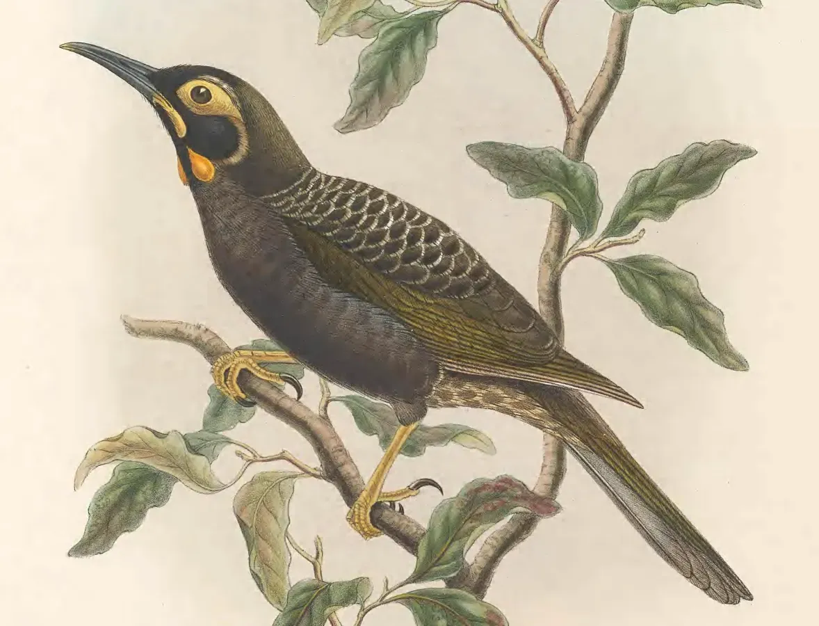 File:Melidectes ochromelas - The Birds of New Guinea (cropped).jpg