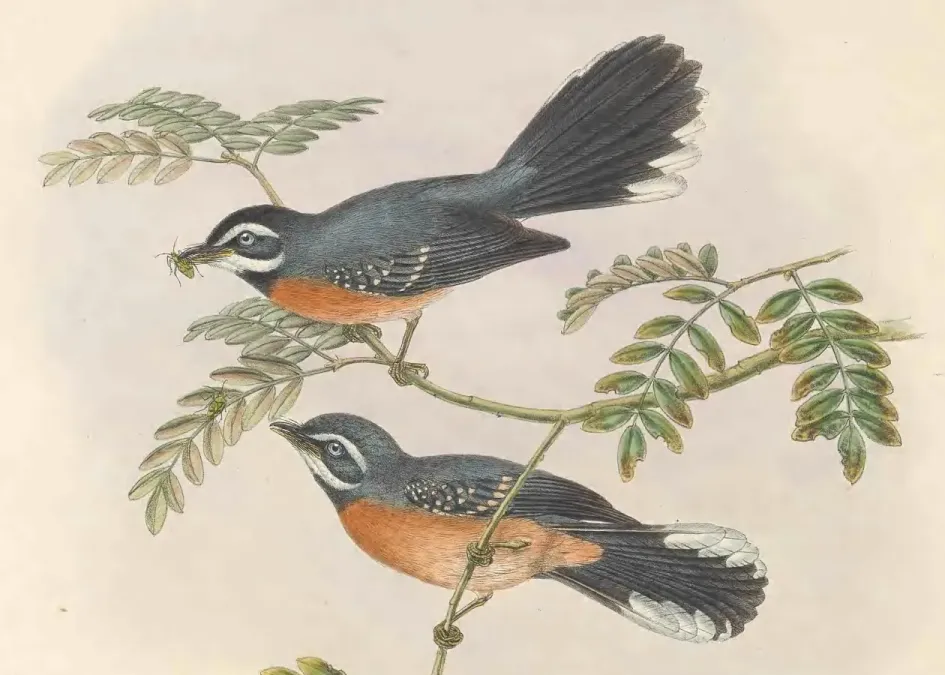 File:Rhipidura hyperythra - The Birds of New Guinea (cropped) (cropped).jpg