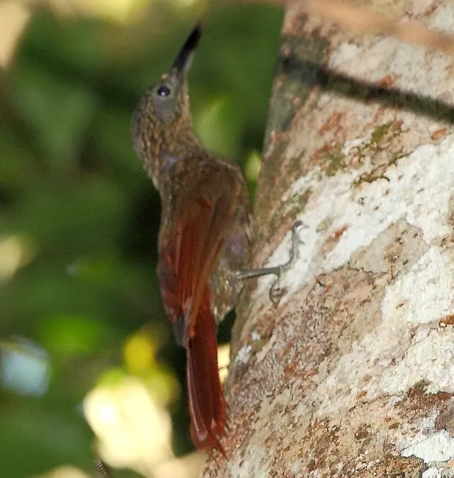 File:Xiphorhynchus pardalotus - Chestnut-rumped woodcreeper (cropped).jpg