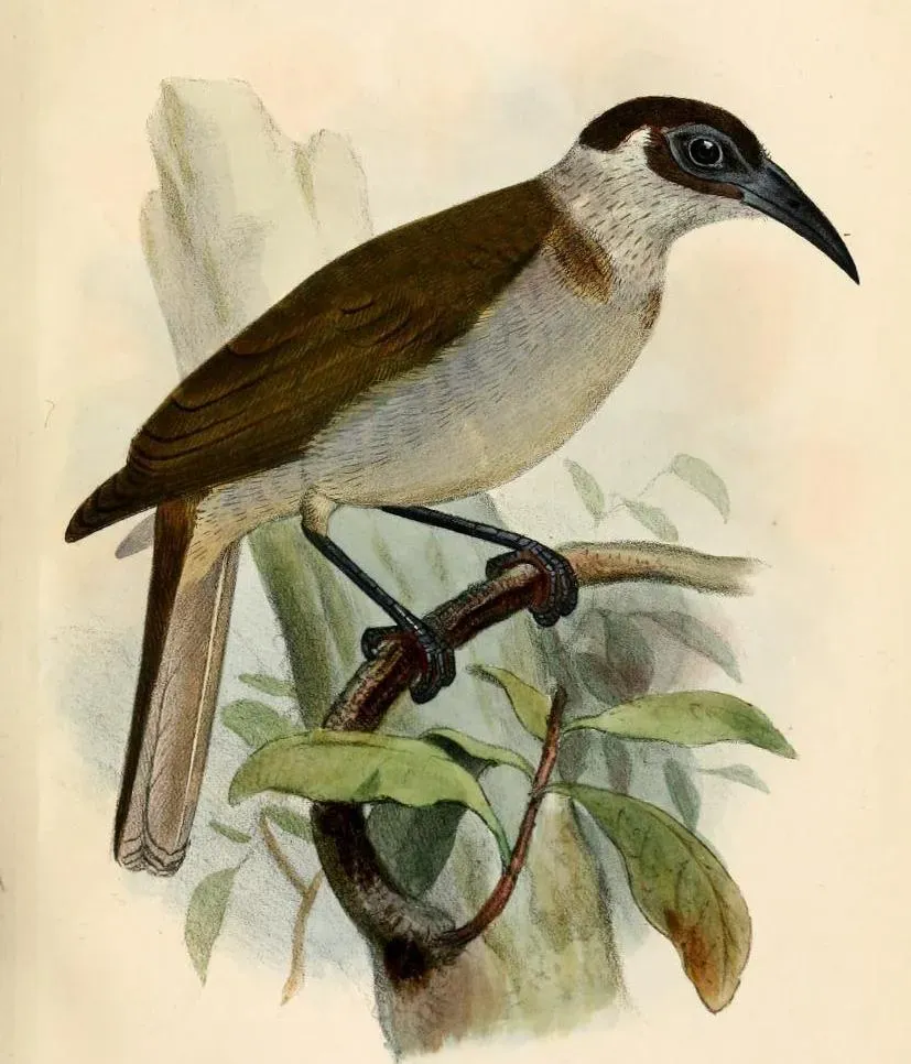 File:PhilemonCockerelliSmit (cropped).jpg