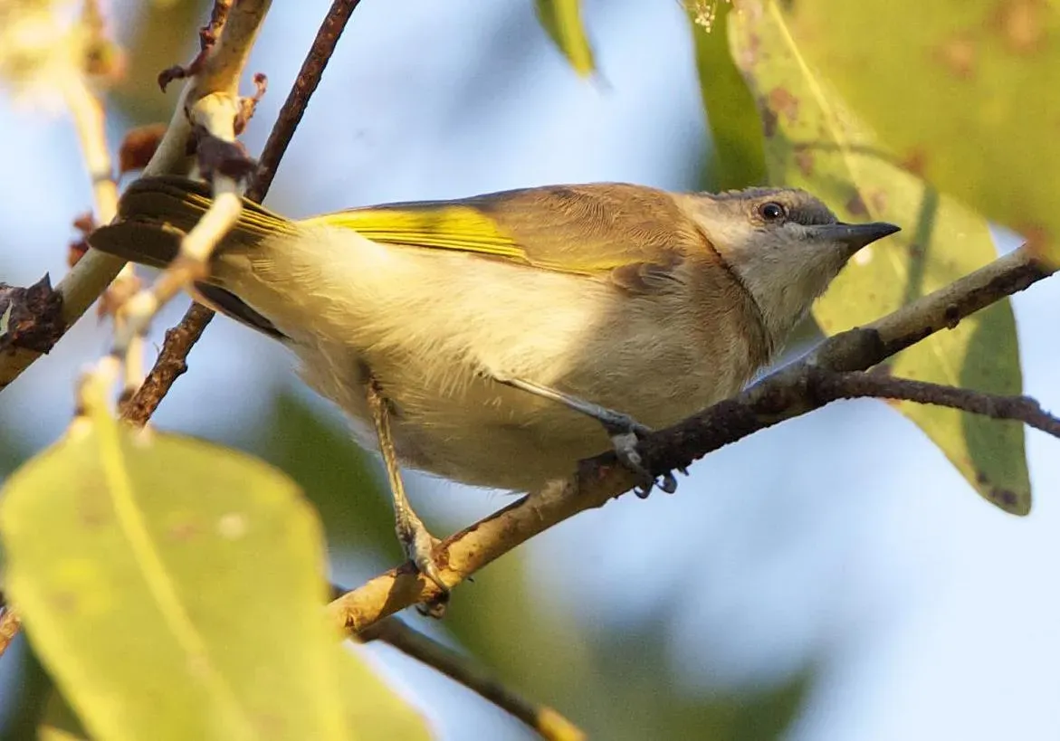 File:Conopophila albogularis 1 (cropped).jpg