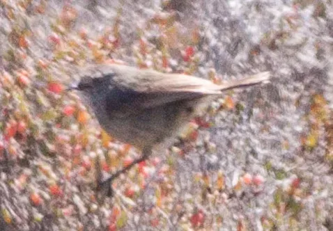 File:Slender-billed Thornbill (Acanthiza iredalei) (8079657130) (cropped).jpg