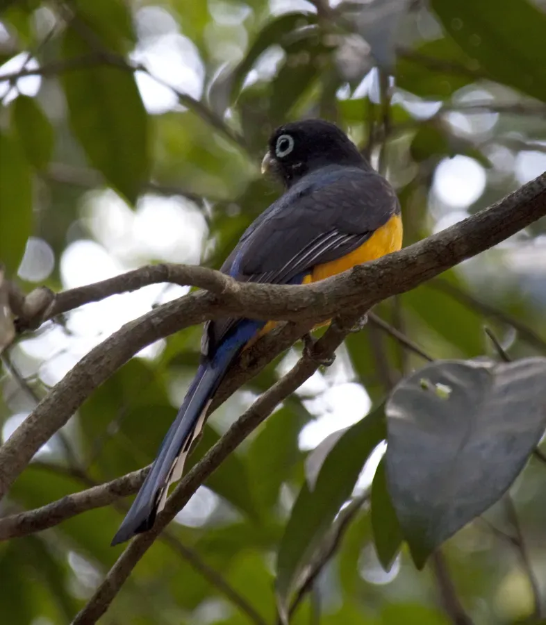 File:Trogon melanocephalus -Tulum, Mexico-8.jpg