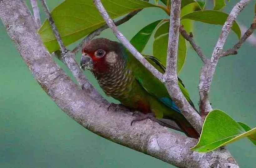 File:Pyrrhura picta eisenmanni (cropped).jpg