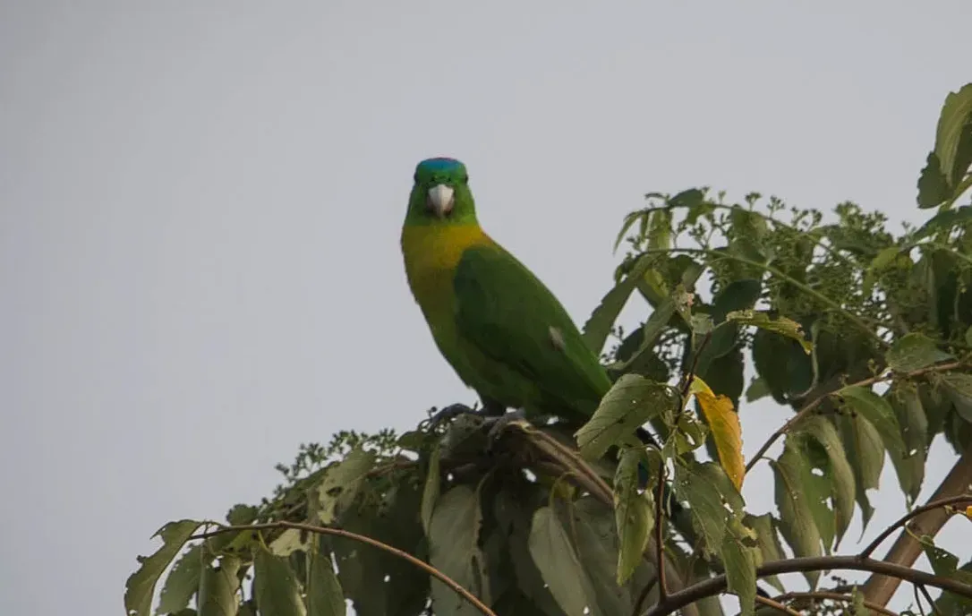 File:Prioniturus flavicans -North Sulawesi, Indonesia-8 (cropped).jpg