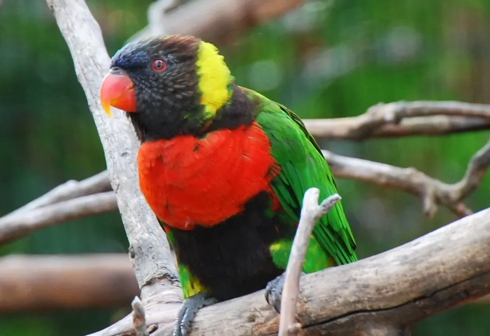 File:Trichoglossus forsteni -Cincinnati Zoo-8a (cropped).jpg