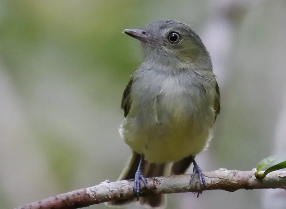 File:Neopelma aurifrons - Wied's Tyrant-Manakin (cropped).jpg