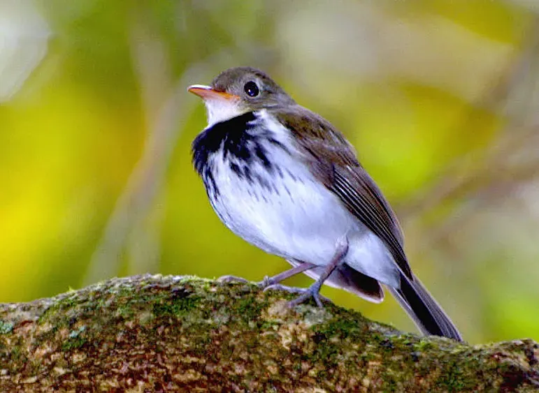 File:Corythopis delalandi (cropped).jpg
