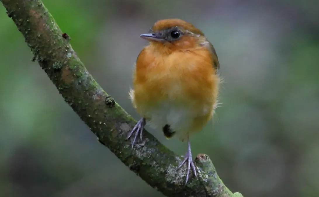File:Conopophaga cearae - Ceara gnateater (cropped).jpg