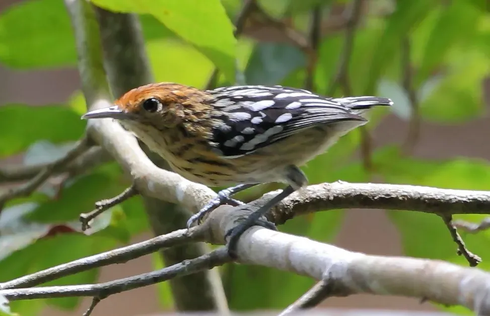 File:Myrmotherula multostriata - Amazonian Streaked-Antwren (female) (cropped).JPG