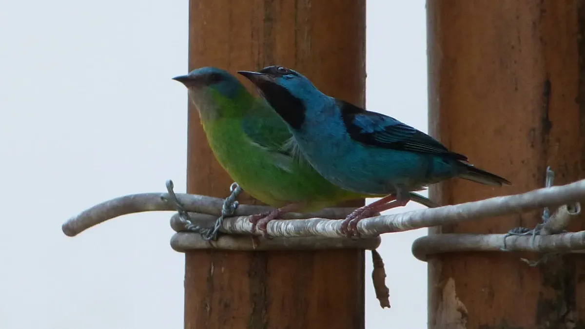File:Dacnis cayana female and maleSaiAzulCasal.jpg