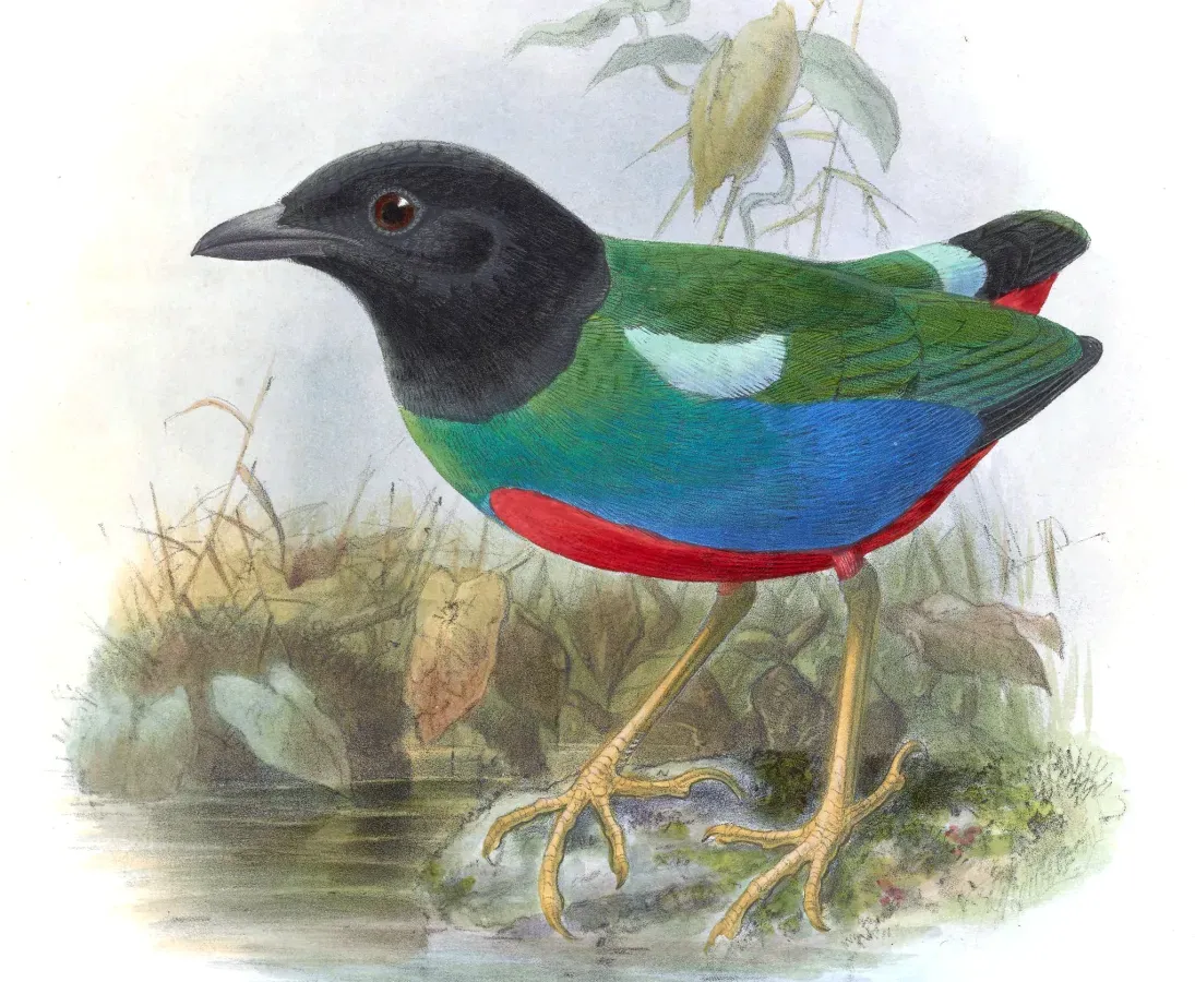 File:PittaRosenbergiiKeulemans (cropped).jpg