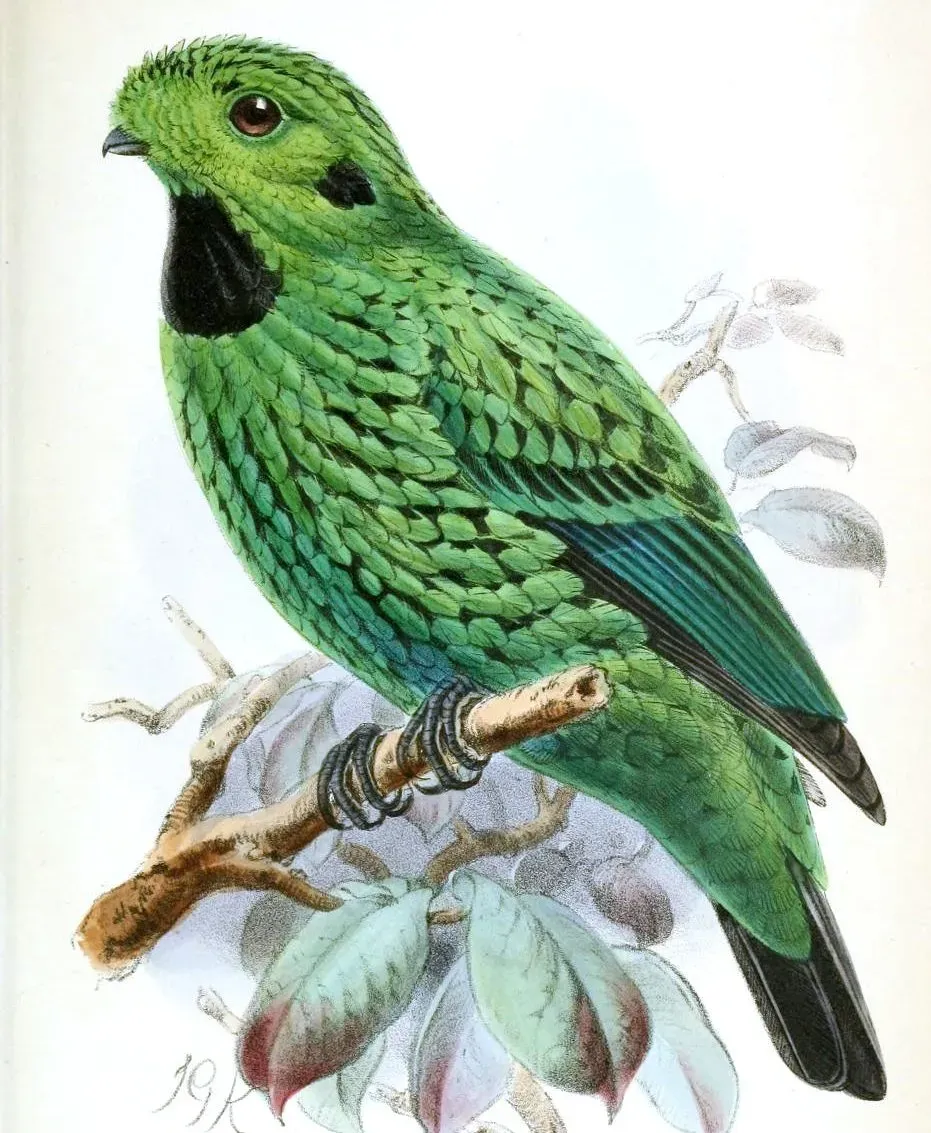 File:CalyptomenaWhiteheadiKeulemans (cropped).jpg