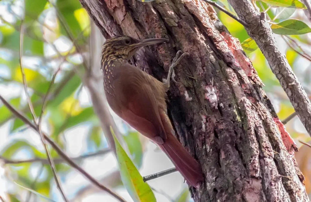 File:Black-banded Woodcreeper - Trepador Tanguero (Dendrocolaptes picumnus) (12891660085) (cropped2).jpg