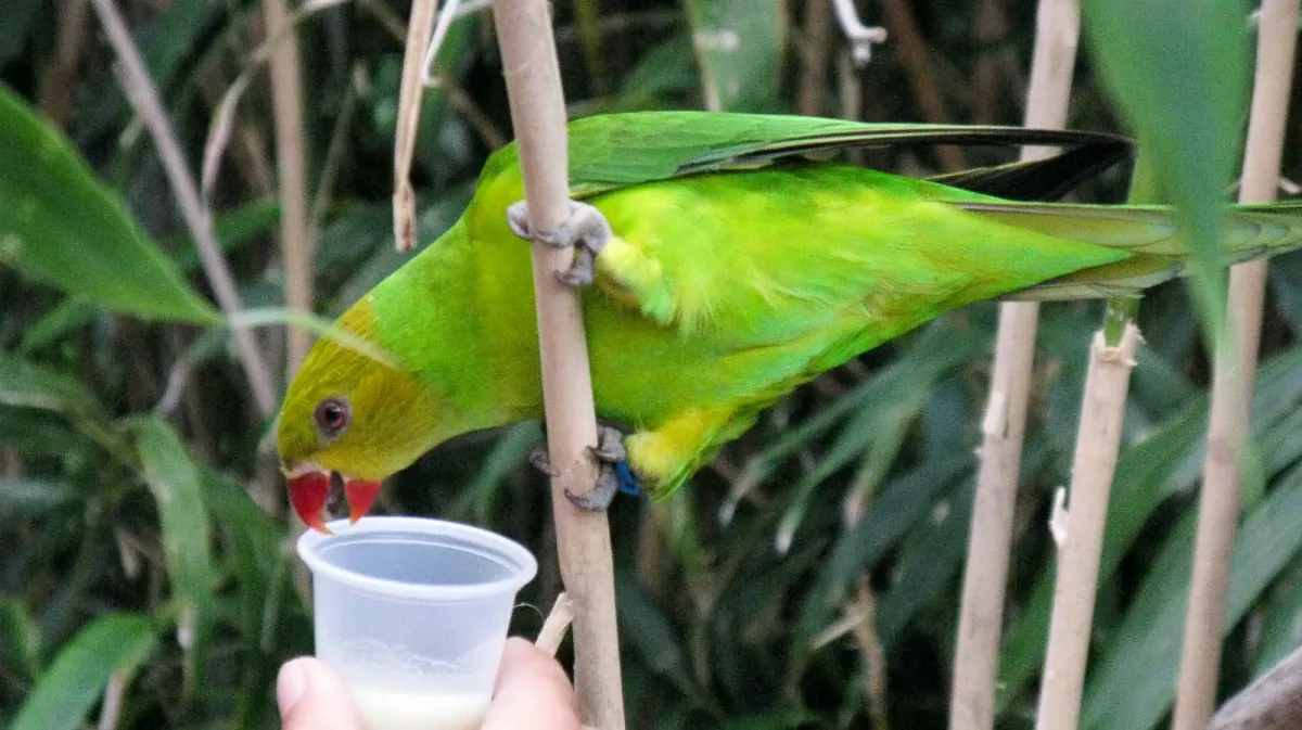 File:Trichoglossus euteles -Nashville Zoo-8a.jpg